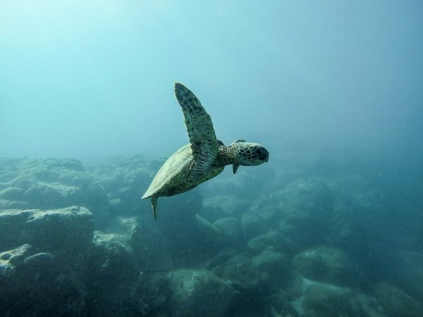 Quels sont les meilleurs spots pour observer les tortues marines au Belize?