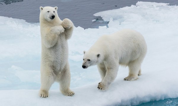 Peut-on trouver une croisière qui propose des excursions pour observer les ours polaires en Arctique?