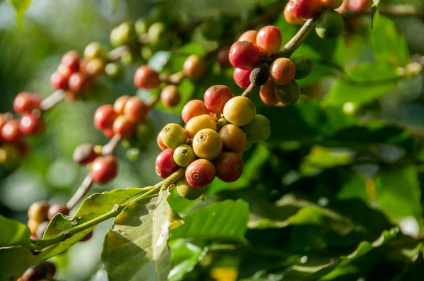 Comment organiser une visite des plantations de café en Éthiopie?